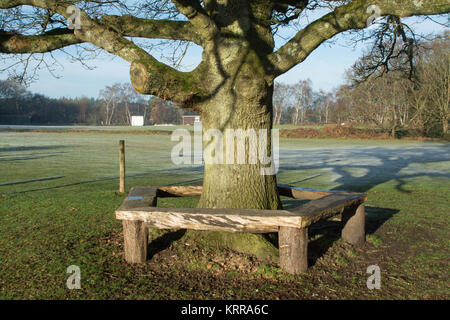 Frosty mattina al villaggio Thursley nel Surrey - panca di legno intorno a un albero maturo vicino al cricket ground Foto Stock