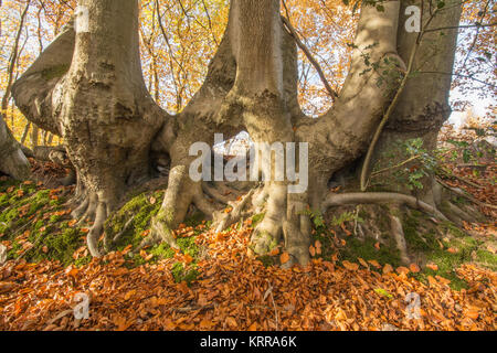 Coppia di faggi con fuse (fusione) tronchi a Witley comune in Surrey Foto Stock