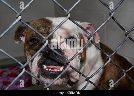 Stray bulldog dietro il filo in un ricovero di animali Foto Stock