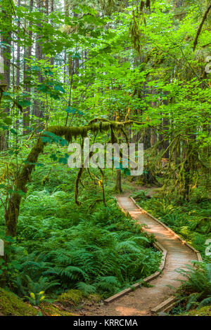 Percorso a piedi in antiche piantagioni Sentiero Natura anche se vecchia foresta nel Sol Duc sezione del Parco Nazionale di Olympic in Washington, Stati Uniti Foto Stock