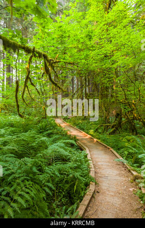 Percorso a piedi in antiche piantagioni Sentiero Natura anche se vecchia foresta nel Sol Duc sezione del Parco Nazionale di Olympic in Washington, Stati Uniti Foto Stock