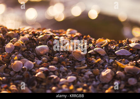 Conchiglie sulla riva con bokeh di fondo Foto Stock