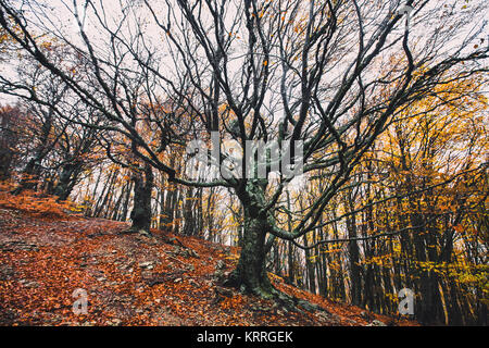 Bella foresta di autunno nella nebbia Foto Stock