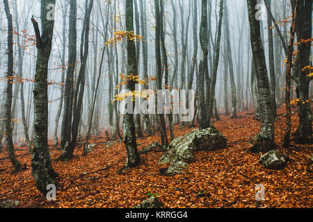 Bella foresta di autunno nella nebbia Foto Stock