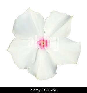 Isolato colorato naturalistico bellissimo fiore bianco. Il vettore Illustrazione Vettoriale