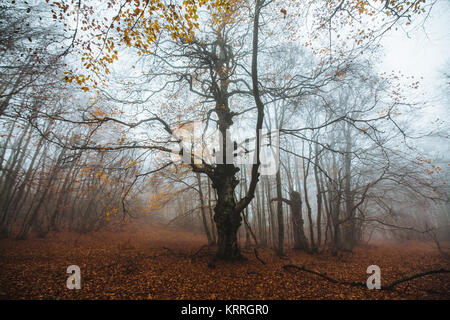 Bella foresta di autunno nella nebbia Foto Stock