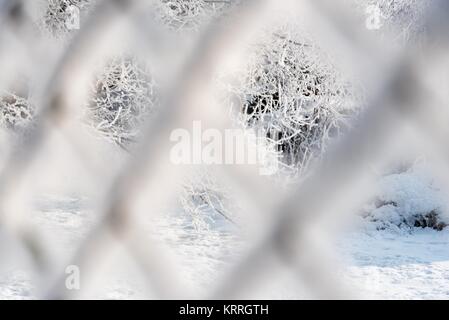 Rami di alberi coperti di neve. Vista attraverso il rusty wire mesh fence ricoperta di brina. DOF poco profondo. Messa a fuoco selettiva. Foto Stock