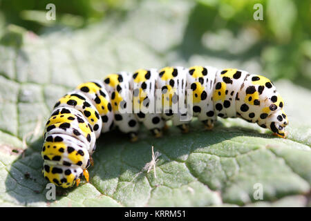 Caterpillar mullein moth (shargacucullia verbasci) Foto Stock