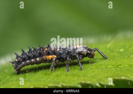 7 spot Ladybird larva (Coccinella septempunctata) su una foglia. Cahir, Tipperary, Irlanda. Foto Stock