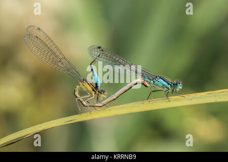 L'accoppiamento blu Damselflies codato (Ischnura elegans) su una lama di erba. Cabragh zone umide, Thurles, Tipperary, Irlanda. Foto Stock