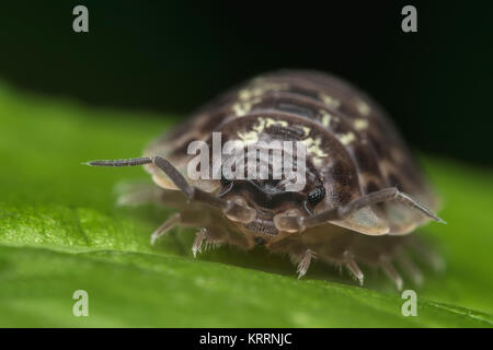 Vicino la vista frontale di un comune Woodlouse (Oniscus asellus) in appoggio su una foglia. Cahir, Tipperary, Irlanda. Foto Stock