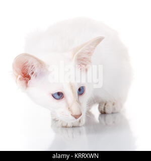 Blue-point siamese gatto su bianco Foto Stock