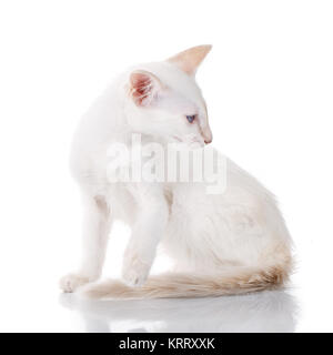 Blue eye siamese Gattino, isolato su bianco Foto Stock