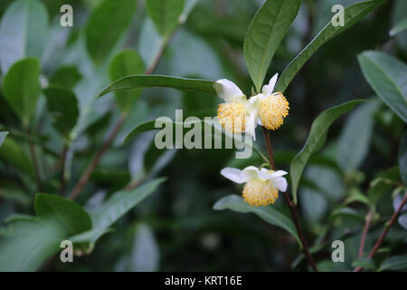 Fioritura di pianta del tè (Camellia sinensis) Foto Stock