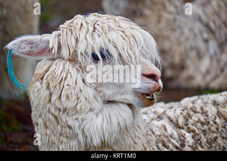 Allevamento di alpaca in Q'ero village nelle Ande vicino alla Valle Sacra. Q'ero sono considerati antenati spirituali degli Inca che vivono in 4300* m di altitudine Foto Stock