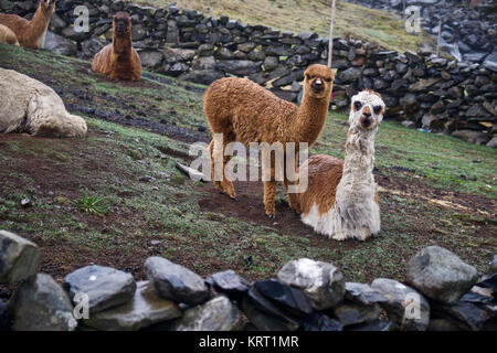 Allevamento di alpaca in Q'ero village nelle Ande vicino alla Valle Sacra. Q'ero sono considerati antenati spirituali degli Inca che vivono in 4300* m di altitudine Foto Stock