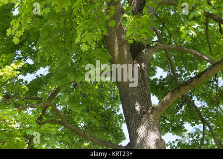 Spitz-Ahorn, Spitzahorn, Spitzblättriger Ahorn, Ahorn, Acer platanoides, Norvegia acero, acero, L'Érable piano, Érable de Norvège, Iseron, piano, main-d Foto Stock