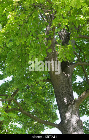 Spitz-Ahorn, Spitzahorn, Spitzblättriger Ahorn, Ahorn, Acer platanoides, Norvegia acero, acero, L'Érable piano, Érable de Norvège, Iseron, piano, main-d Foto Stock