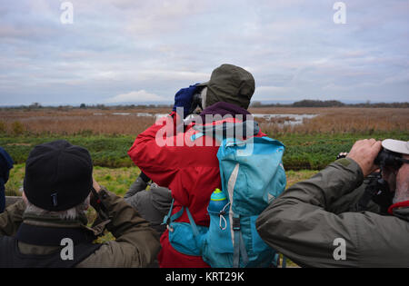 Gruppo di persone che guardano la starling murmuration come gli uccelli arrivano al posatoio di notte a RSPB parete di prosciutto, Avalon paludi, Somerset, Inghilterra. Foto Stock