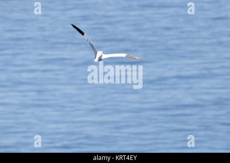 Fliegender Basstölpel (Morus bassanus) auf der Insel Helgoland in der Nordsee Foto Stock