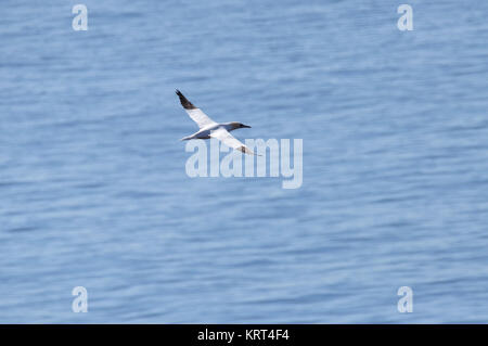 Fliegender Basstölpel (Morus bassanus) auf der Insel Helgoland in der Nordsee Foto Stock