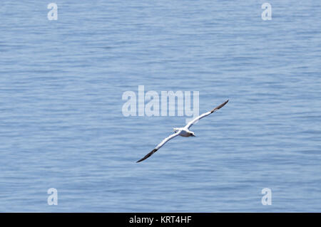 Fliegender Basstölpel (Morus bassanus) auf der Insel Helgoland in der Nordsee Foto Stock