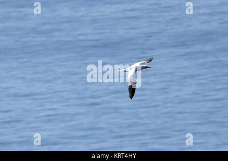 Fliegender Basstölpel (Morus bassanus) auf der Insel Helgoland in der Nordsee Foto Stock