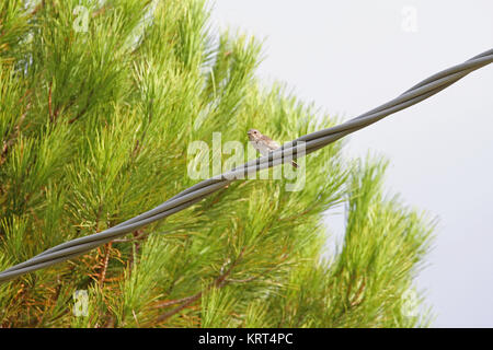 Spotted flycatcher femmina close up nome latino muscicapa striata dello stato vulnerabile arroccato su di un filo in Italia Foto Stock