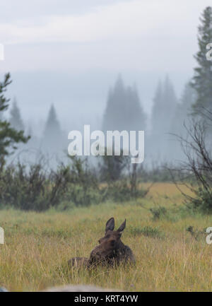 Alci femmina Posa in erba alta su mattinata nebbiosa Foto Stock