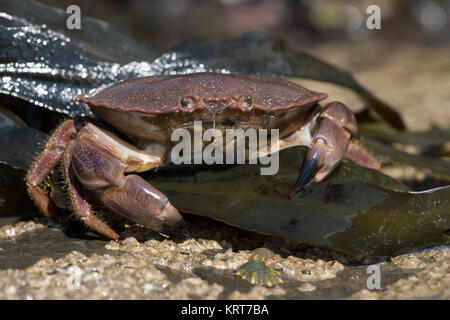 Granchi (Cancer pagarus) su alga coperto rock Foto Stock