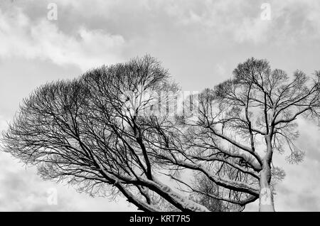 Coperte di neve rami sfrondato del vecchio albero solitario tendere al grigio congelati nuvoloso cielo invernale - nero e bianco inverno sfondo testurizzata Foto Stock