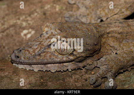 Foglie giganti-tailed geco Uroplatus fimbriatus Foto Stock