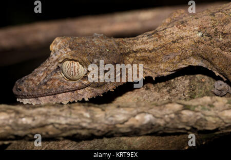 Foglie giganti-tailed geco Uroplatus fimbriatus Foto Stock