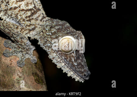 Foglie giganti-tailed geco Uroplatus fimbriatus Foto Stock