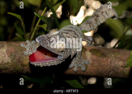 Foglie giganti-tailed geco Uroplatus fimbriatus Foto Stock