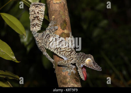 Foglie giganti-tailed geco Uroplatus fimbriatus Foto Stock