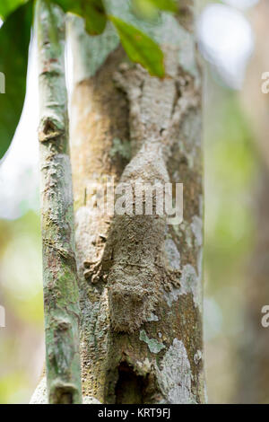 Perfettamente mascherato foglia di muschio-tailed gecko Foto Stock