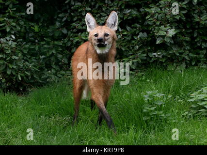 Alert South American crisocione (Chrysocyon brachyurus) sul prowl, camminando verso la telecamera. Foto Stock