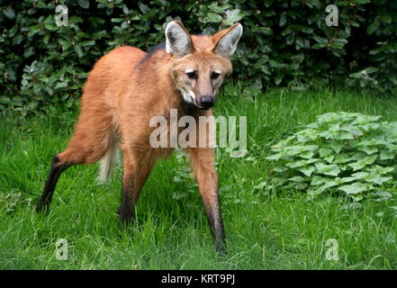 Vigile Sud Americana crisocione (Chrysocyon brachyurus) sul prowl Foto Stock