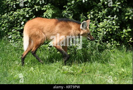 Vigile Sud Americana crisocione (Chrysocyon brachyurus) sul prowl Foto Stock