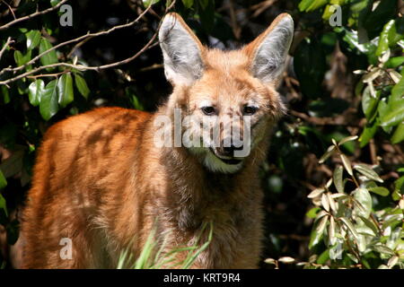 Vigile Sud Americana crisocione (Chrysocyon brachyurus) sul prowl Foto Stock