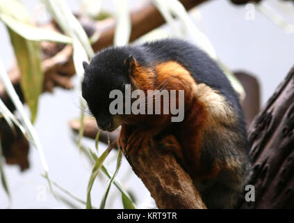Prevost di scoiattolo (Callosciurus prevostii) a.k.a. Asian tri scoiattolo colorato Foto Stock