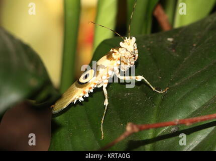 Africa orientale fiore spinoso mantis (Pseudocreobotra wahlbergi) Passeggiate Foto Stock