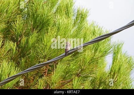 Spotted flycatcher femmina close up nome latino muscicapa striata dello stato vulnerabile arroccato su di un filo in Italia Foto Stock