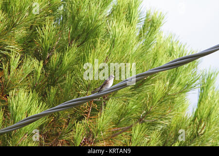 Spotted flycatcher femmina close up nome latino muscicapa striata dello stato vulnerabile arroccato su di un filo in Italia Foto Stock