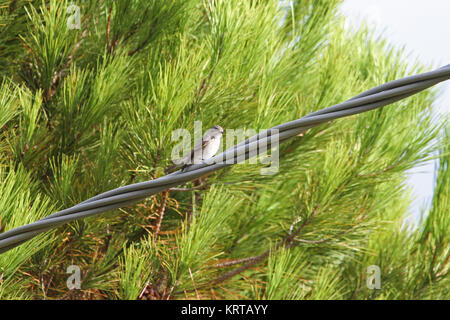 Spotted flycatcher femmina close up nome latino muscicapa striata dello stato vulnerabile arroccato su di un filo in Italia Foto Stock