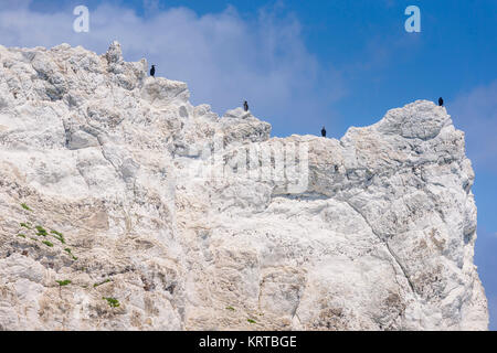 Cormorani sugli aghi aghi rocce rocce e faro durante il giro dell'isola di gara. Isola di Wight. Picture Data: Sabato 2 Luglio 2, 2016. Pho Foto Stock