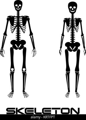 Maschio e femmina - lo scheletro del vettore silhouette posteriore Illustrazione Vettoriale