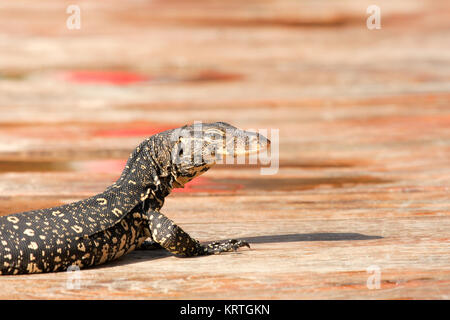 Il gigante asiatico monitor acqua varan goanna close up ritratto Foto Stock