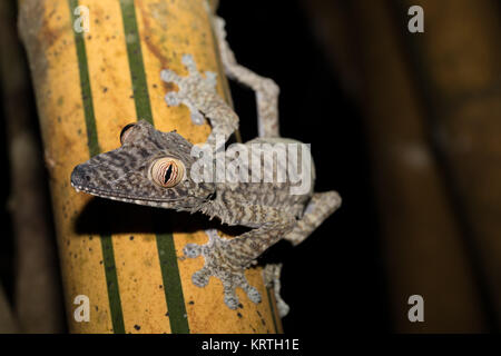 Foglie giganti-tailed geco Uroplatus fimbriatus Foto Stock